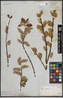 Foto von Salix caprea L.